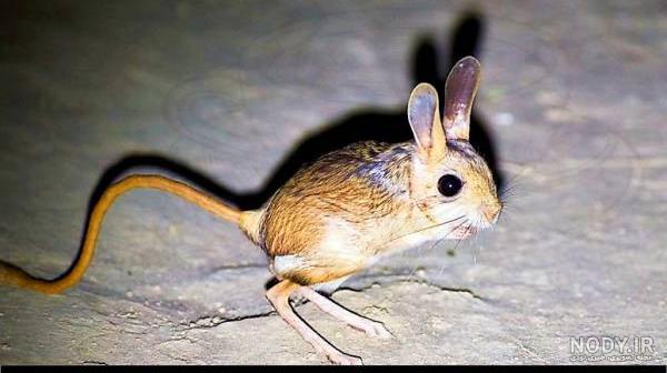 موش سنجابی