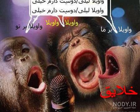 عکس سگ پشمالو عکس سگ پشمالو