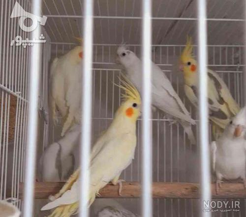 قیمت عروس هلندی دیجی کالا قیمت عروس هلندی دیجی کالا