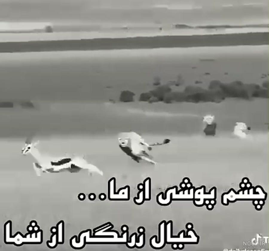 شعر در مورد زرنگی شعر در مورد زرنگی