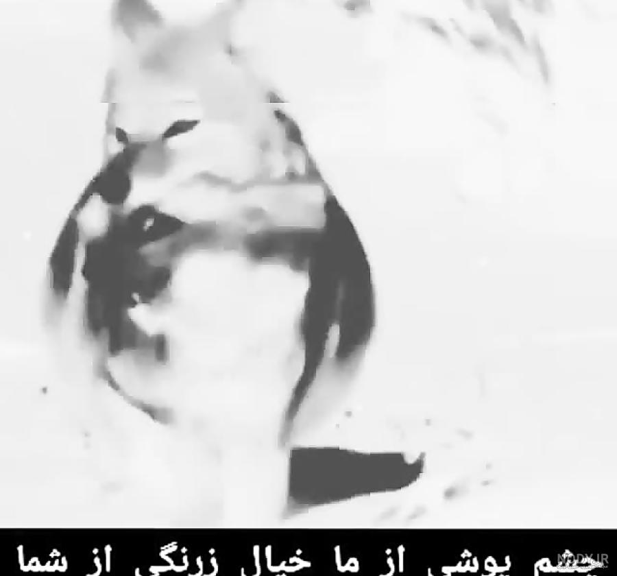 متن در مورد نقش بازي كردن متن در مورد نقش بازي كردن