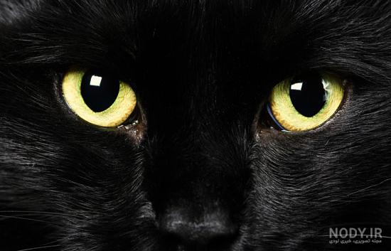 خواص دعای گربه سیاه
