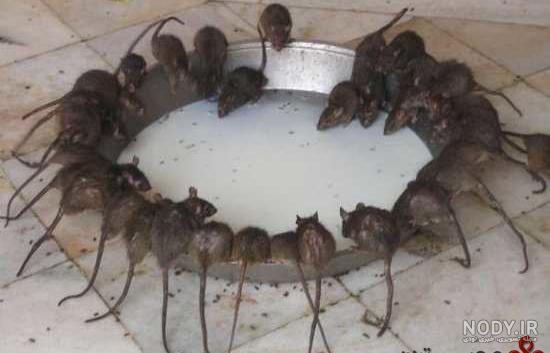 عکس موش صحرایی