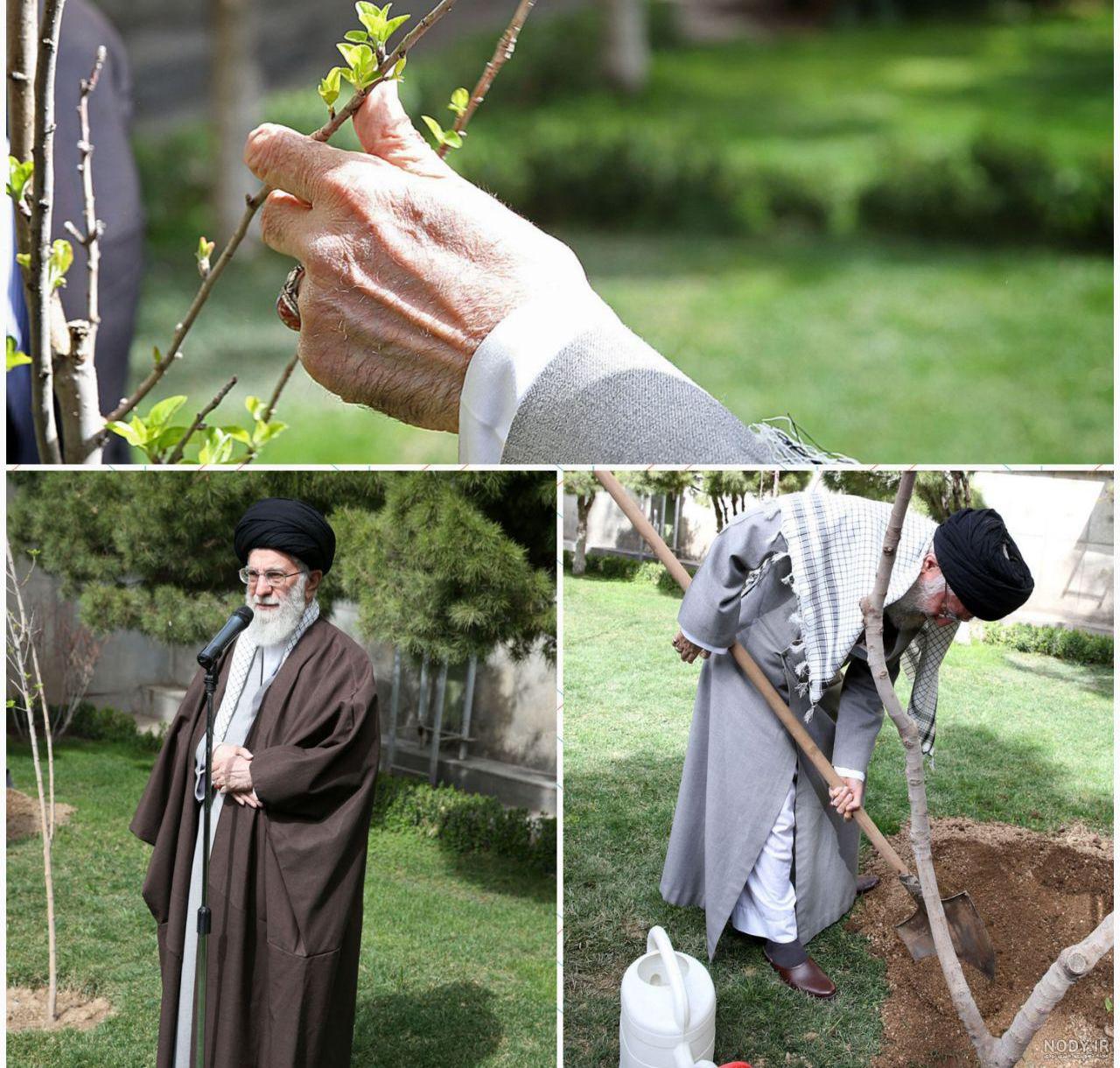 درختکاری رهبر ۹۹ درختکاری رهبر ۹۹