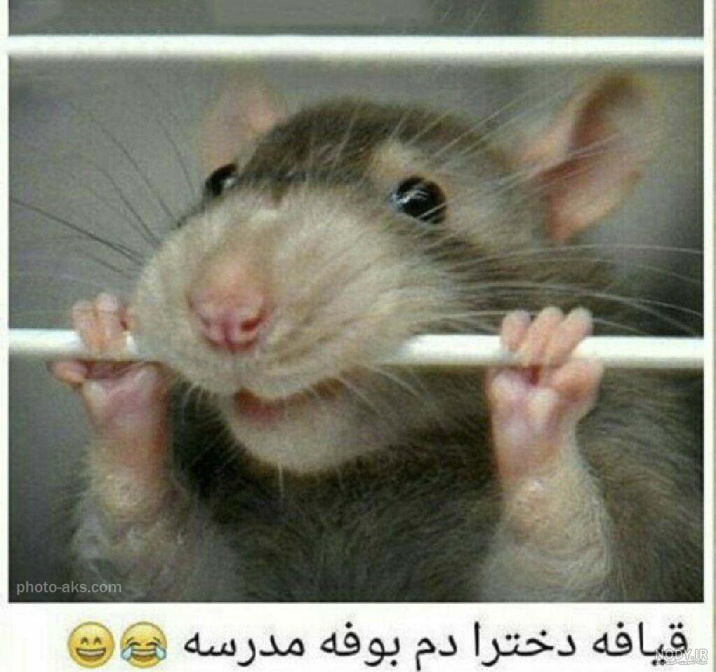عکس موش خرما بامزه