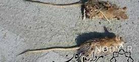 از کجا فضله موش را بشناسیم از کجا فضله موش را بشناسیم