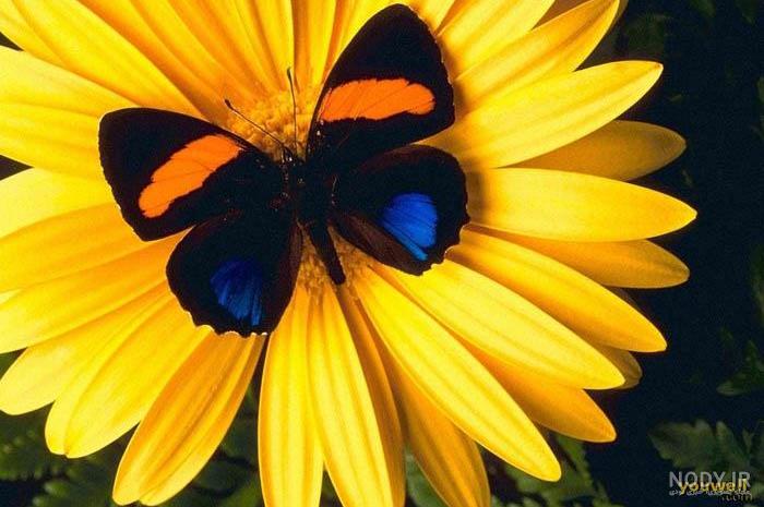 عکس باربی جدید