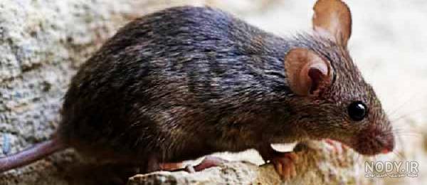 فضله موش خطرناک است فضله موش خطرناک است