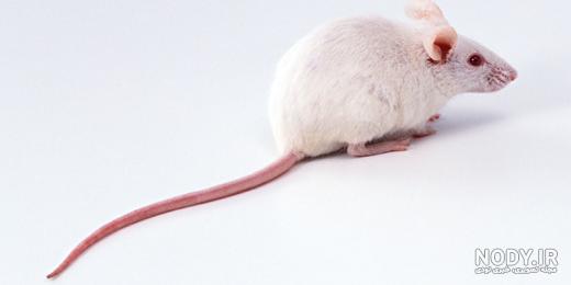 فضله موش پخته شده چه شکلیه فضله موش پخته شده چه شکلیه
