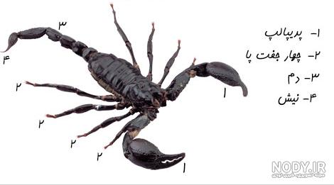 عکس عقرب سیاه