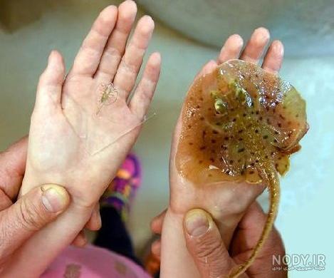 اسباب بازی موش کنترلی
