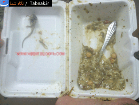 انواع موش های زیبا