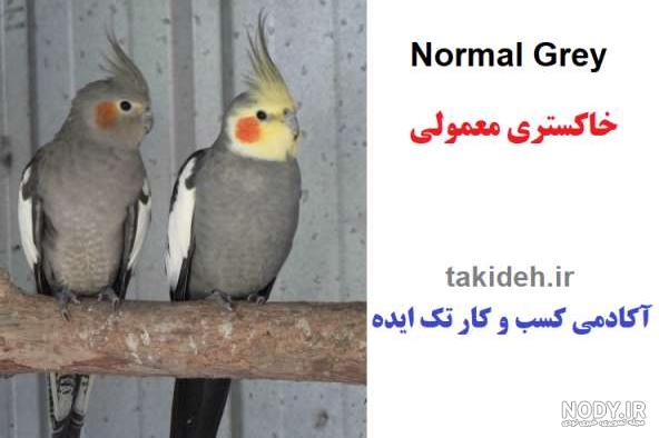 تشخیص جنسیت عروس هلندی با سوزن تشخیص جنسیت عروس هلندی با سوزن