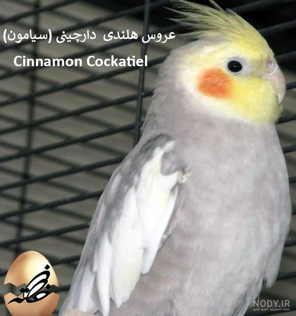 عروس هلندی صورتی عروس هلندی صورتی