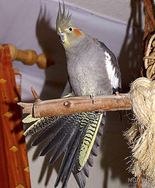 عروس هلندی ماده عروس هلندی ماده