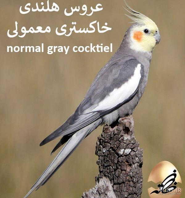 عکس عروس هلندی رنگ طوسی عکس عروس هلندی رنگ طوسی