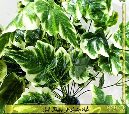 عکس پاپیتال