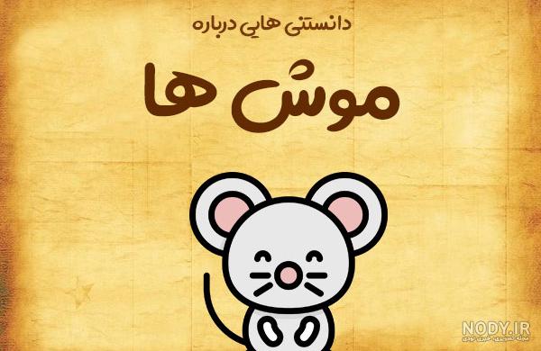 غذای موش خانگی