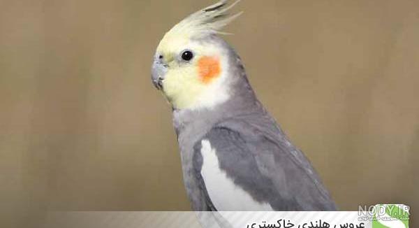 قیمت عروس هلندی آهویی قیمت عروس هلندی آهویی
