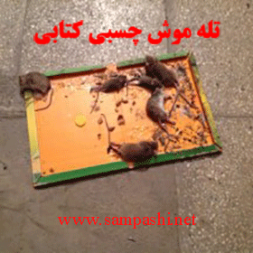 عکس تله موش گیر عکس تله موش گیر