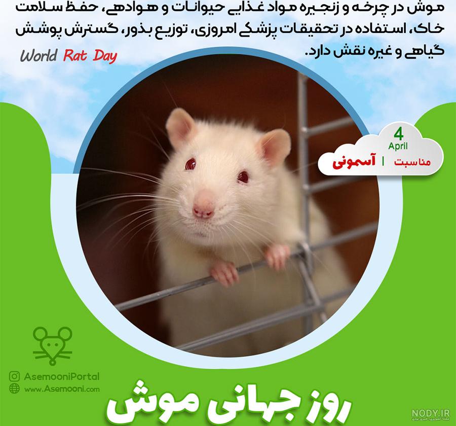 عکس کارتون سه موش بازیگوش