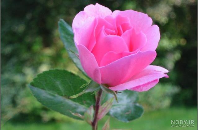 عکس گل رز رنگی
