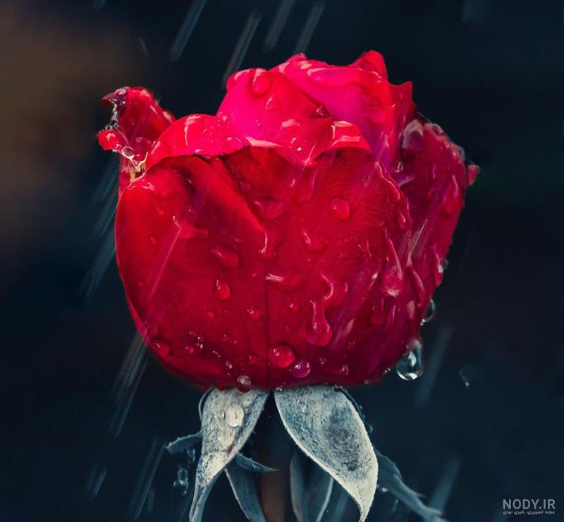عکس گل رز زرشکی