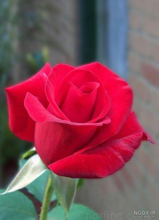 عکس گل رز زرشکی