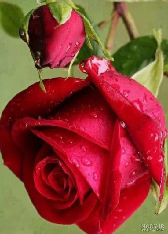 عکس گل رز مشکی