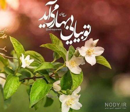 عکس پروفایل نیمه صورت