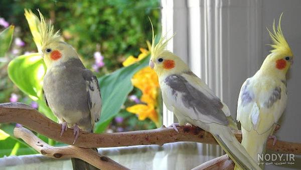 عکس بچه عروس هلندی