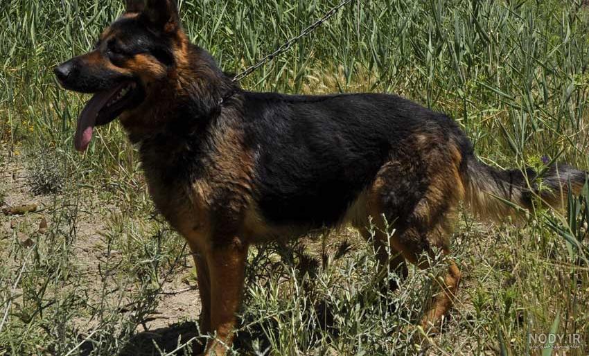tujuan pancasila