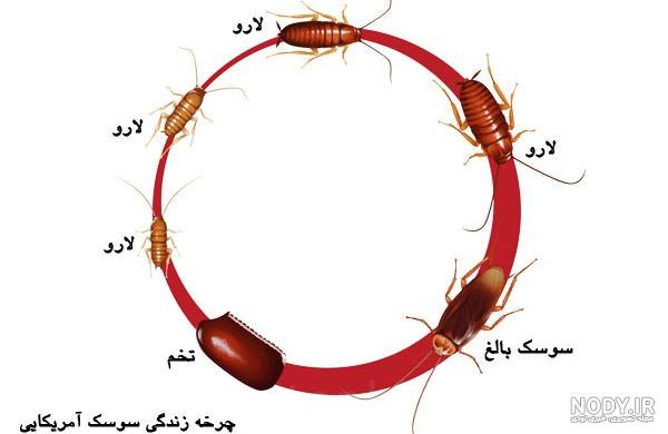 بهترین سم برای از بین بردن سوسک