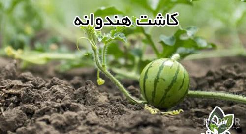 زمان کاشت هندوانه دیم