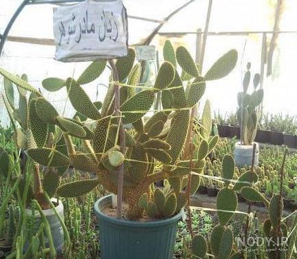 عروسک کاکتوس رقصان دیجی کالا