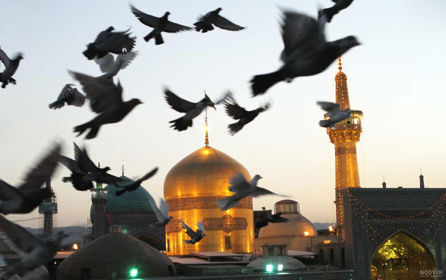عکس حرم امام رضا با کبوتر