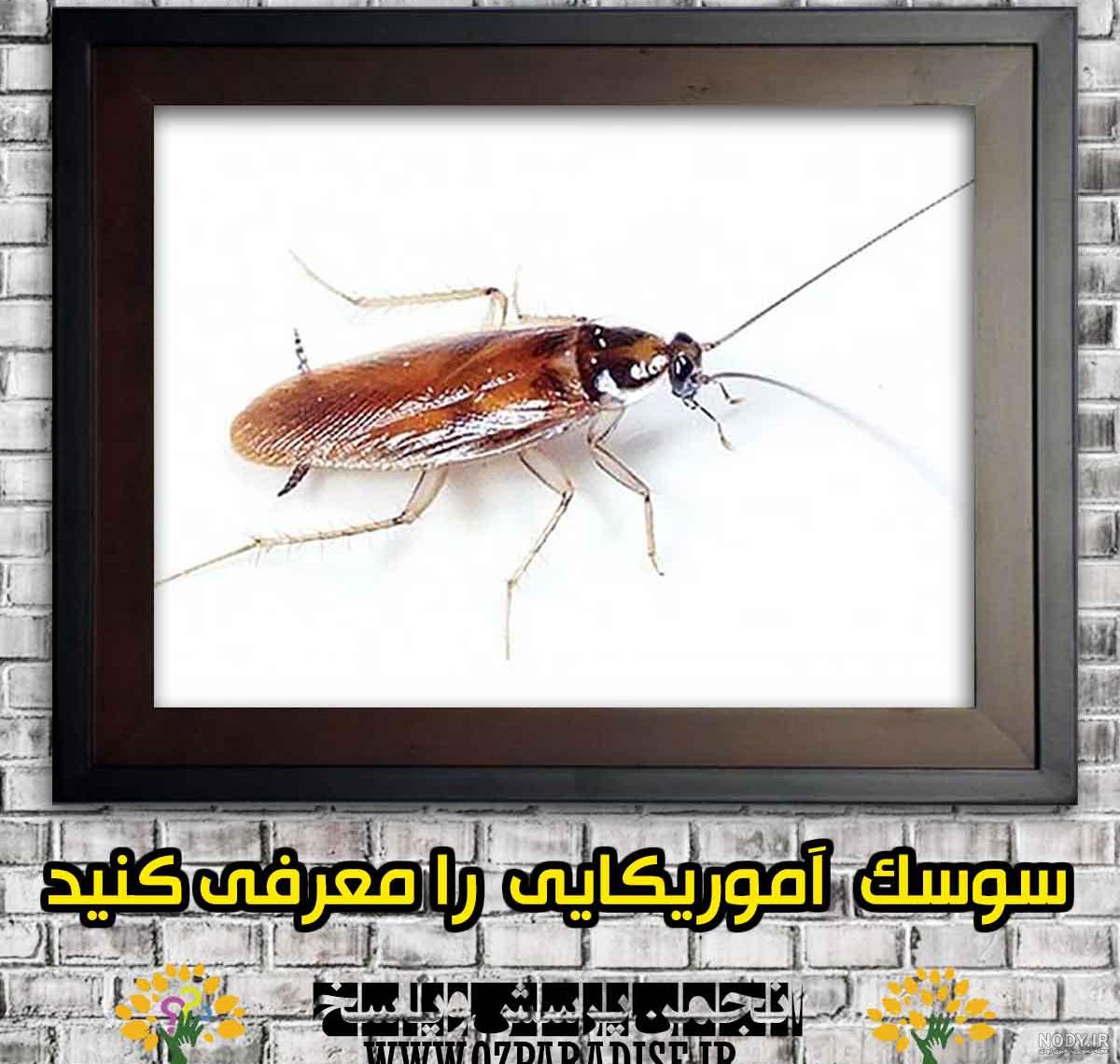 عکس سوسک فاضلاب