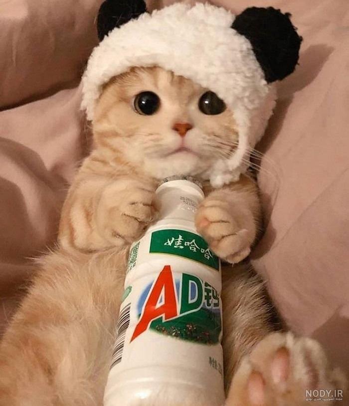 عکس سگ