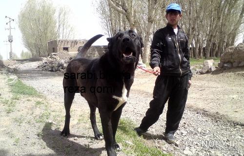 عکس سگ وحشی ادم خوار عکس سگ وحشی ادم خوار