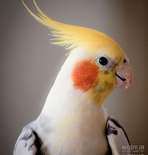 عکس عروس هلندی صورتی عکس عروس هلندی صورتی