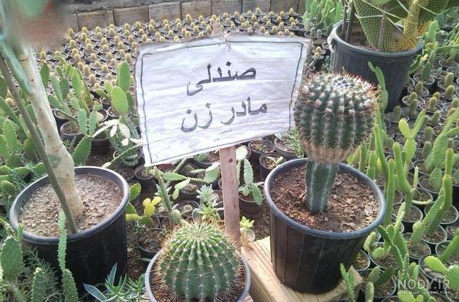 عکس کاکتوس خنده دار