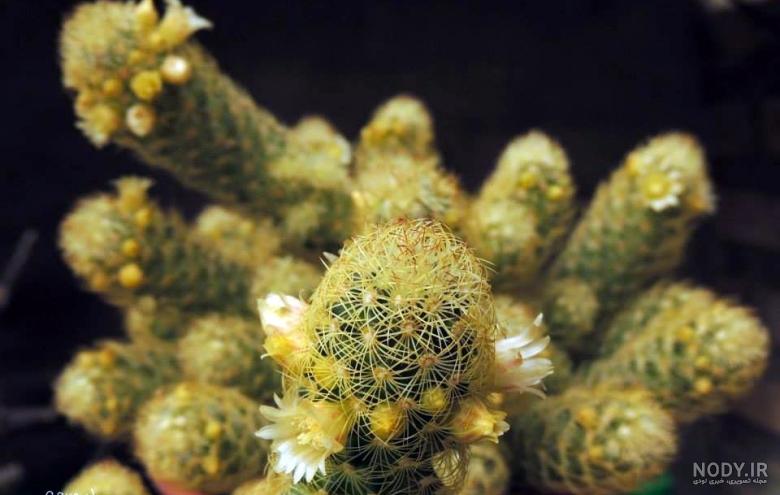 عکس کاکتوس های خاص عکس کاکتوس های خاص