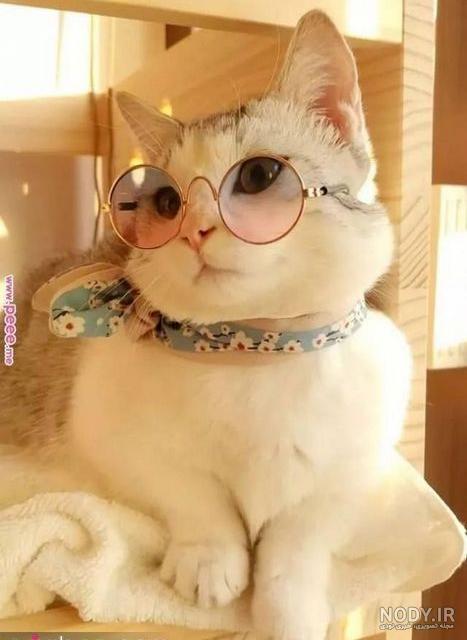 عکس گربه بنفش برای پروفایل