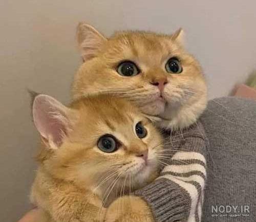 عکس گربه کیوت فانتزی