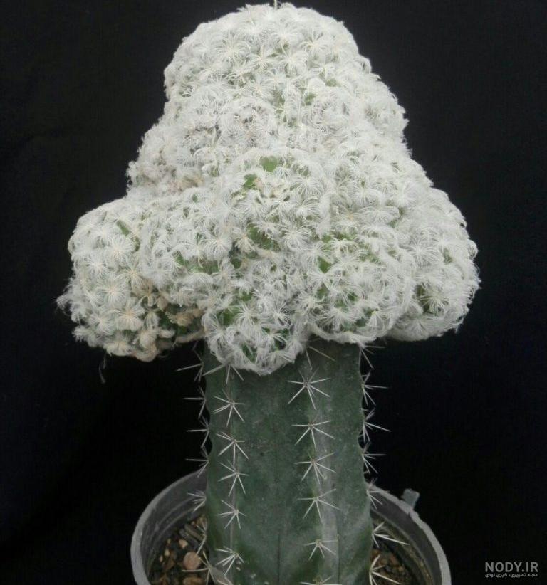 عکس گل کاکتوس طبیعی عکس گل کاکتوس طبیعی