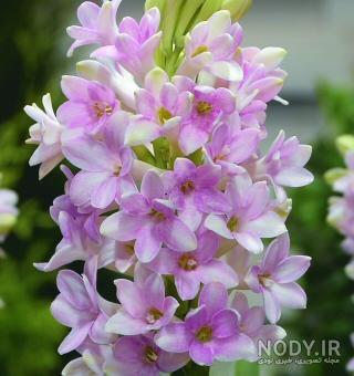 عکسهای گل مریم زیبا عکسهای گل مریم زیبا