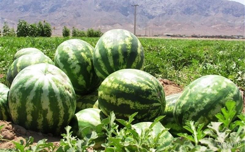 فصل کاشت هندوانه