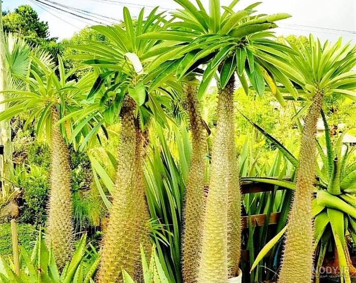 فواید گیاه نخل ماداگاسکار