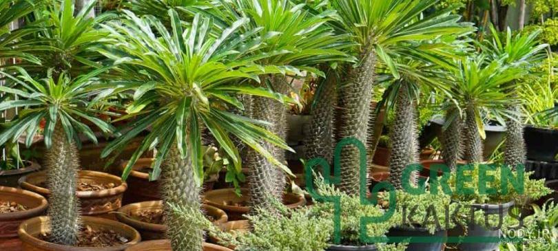 قیمت نخل ماداگاسکار دفرمه