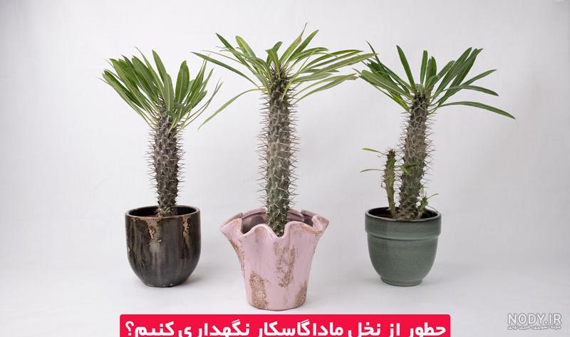 قیمت نخل ماداگاسکار نیم متری